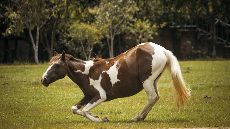 A Horse On The Grass 