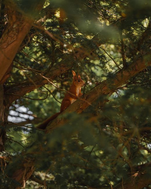 A lively squirrel sits on a tree branch, basking in sunlight filtering through lush forest foliage.