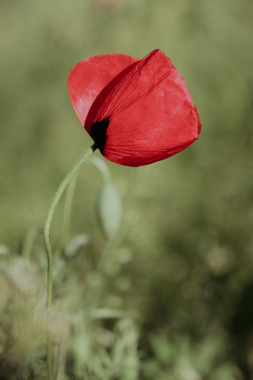 Kostnadsfri bild av blomfotografi, blomma, flora