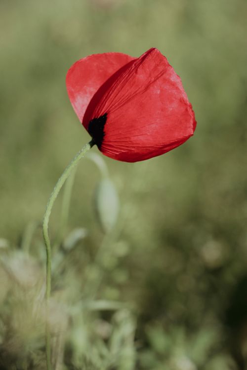 Free Beautiful close-up of a red poppy flower in a natural outdoor setting. Stock Photo