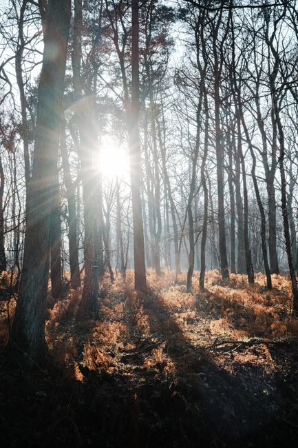 A tranquil forest scene with sunlight streaming through tall trees, casting long shadows on the ground.