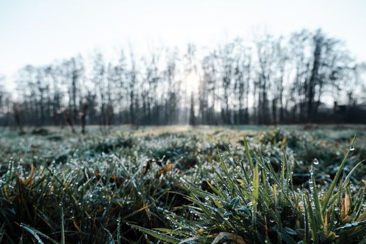 Grass in Dew