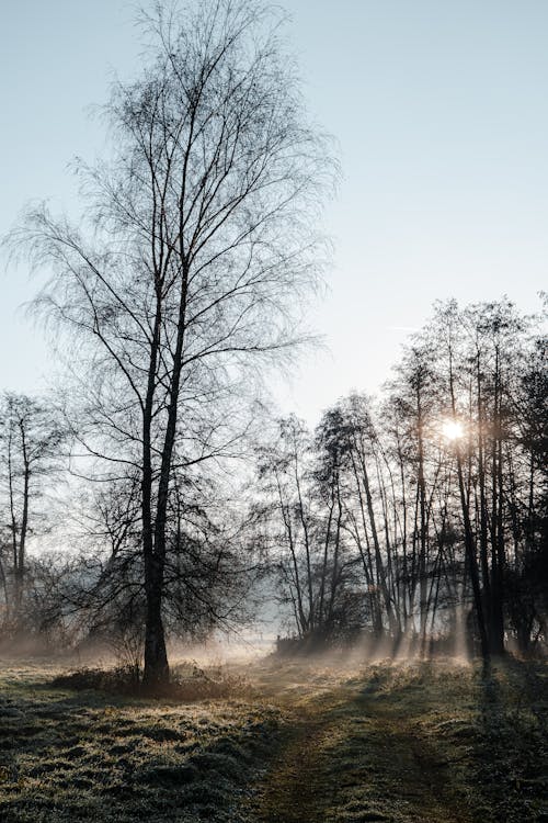 Free Field with Trees in Morning Mist and Sunbeams Stock Photo