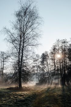 A tranquil frosty morning with sunbeams piercing through the misty trees in a rural setting.