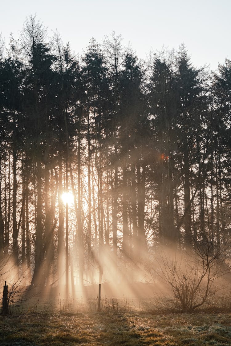 Tall Trees In The Forest