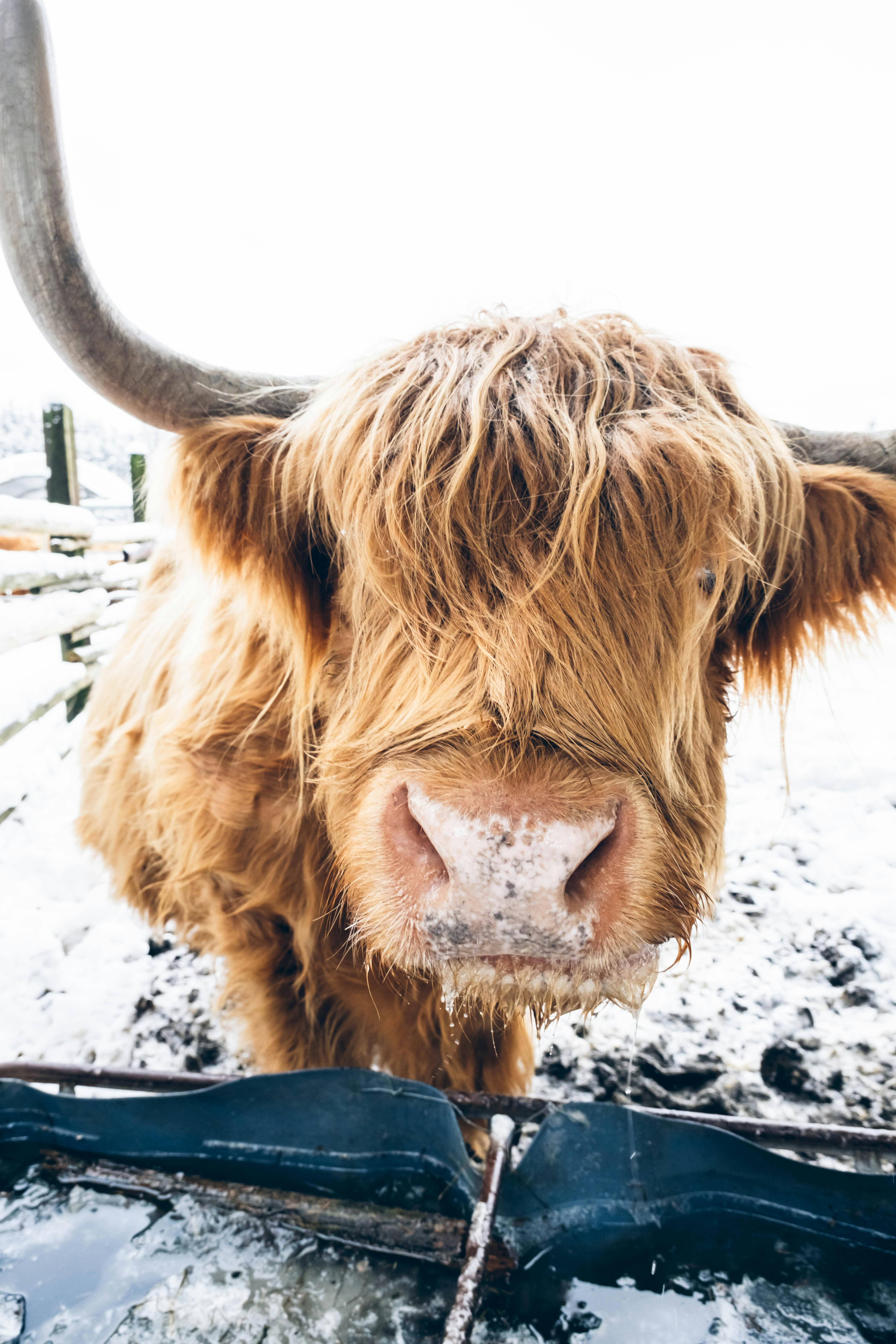 grátis Foto profissional grátis de agricultura, ambiente natural, animal Foto profissional