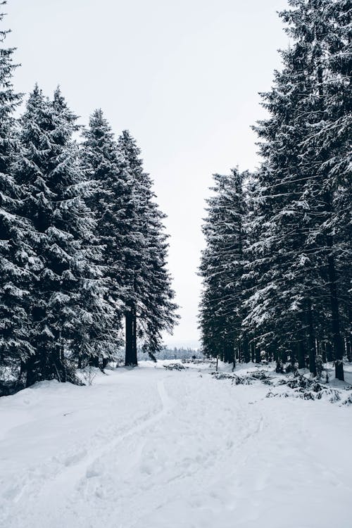 Immagine gratuita di alberi coperti di neve, bianco e nero, freddo