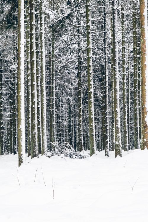 Free Peaceful snowy forest landscape with tall trees and winter scenery. Stock Photo