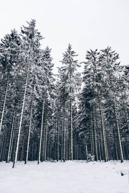 Kostnadsfria Kostnadsfri bild av skog, snö, träd Stock foto