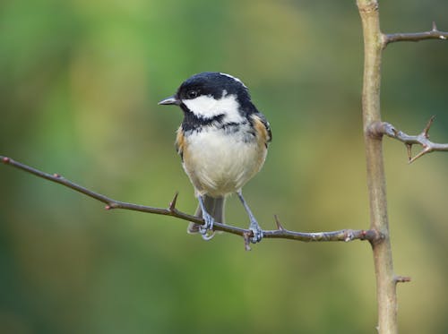 Coal Tit Bird Perched on a Branch