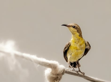 A detailed close-up shot of a sunbird perched on a rope in Gurugram, India, highlighting its vibrant yellow plumage.