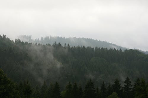 Fog Over the Green Trees in the Forest