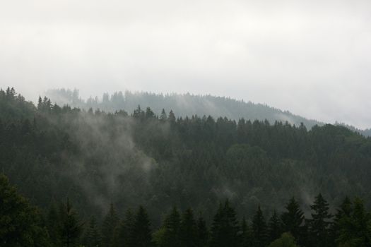 Serene view of a foggy forest landscape with lush green pine trees enveloped in mist.