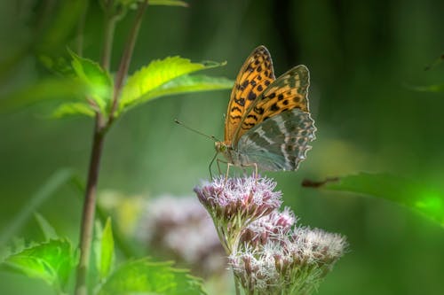 A Close-up Shot of a Butterfly Perched on a Flower