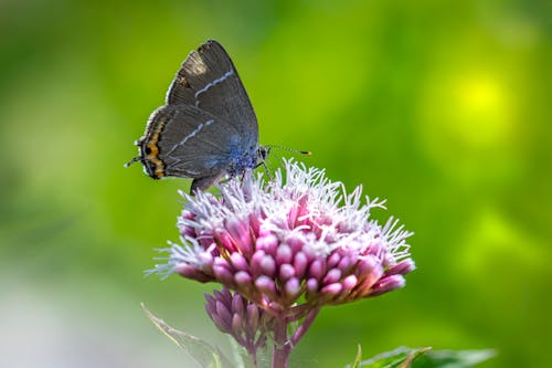 A Butterfly Perched on Purple Flower Bud