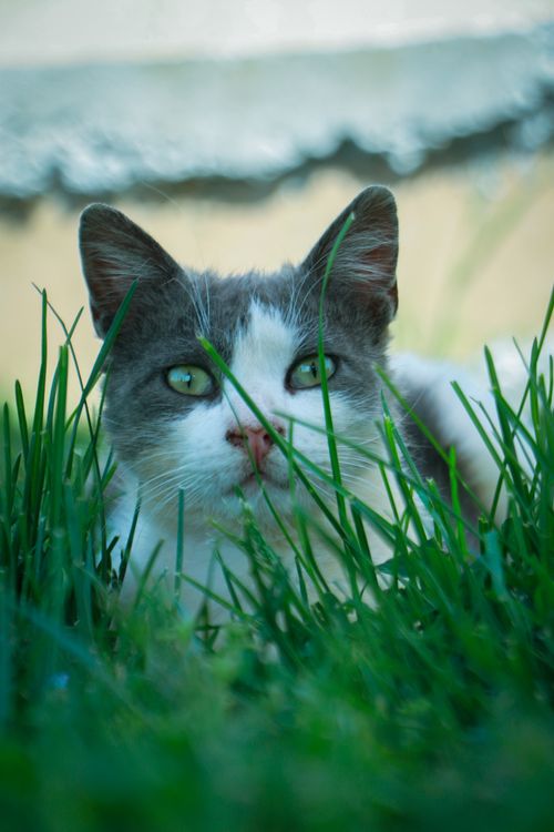 Free A curious cat peeks through green grass capturing a serene outdoor moment. Stock Photo