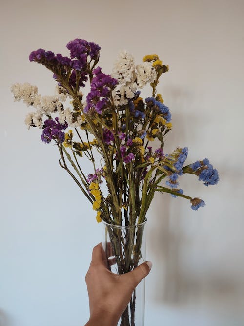 Základová fotografie zdarma na téma amarantos, barvy, buquet