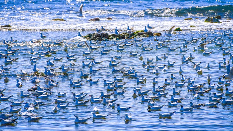 A Flock Of Birds On The Water 