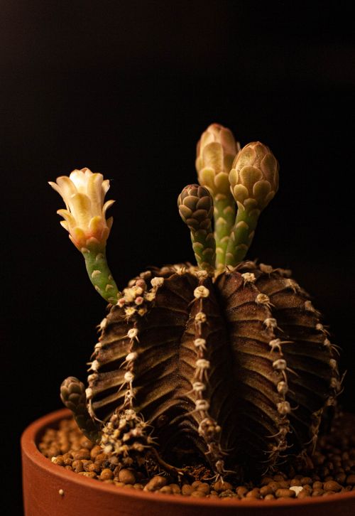 Free A detailed view of a cactus with flower buds in a clay pot against a dark background. Stock Photo