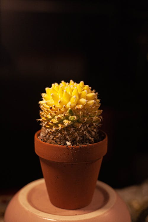 Gratis Foto stok gratis kaktus, kilang, lezat Foto Stok