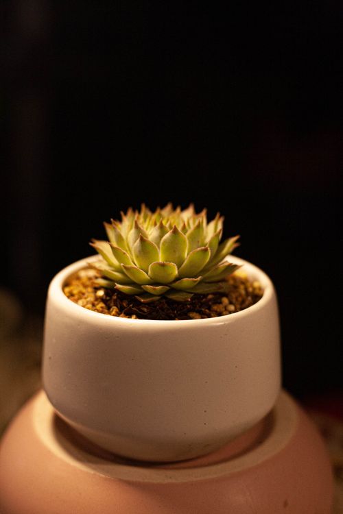Free A detailed close-up of a succulent plant in a minimalist white ceramic pot, under warm lighting. Stock Photo