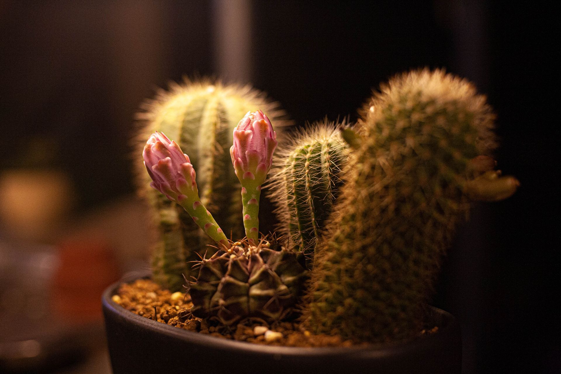A detailed close-up of a cactus plant with vibrant pink flower buds in a pot.
