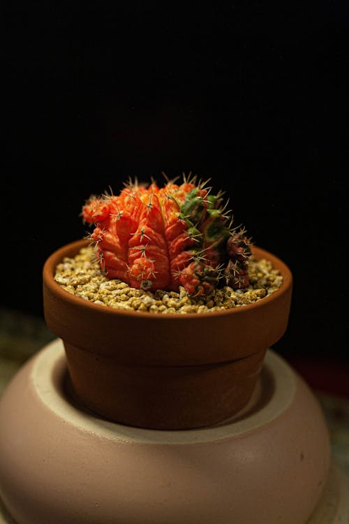 Kostenloses Stock Foto zu kaktus, nahansicht, pflanze