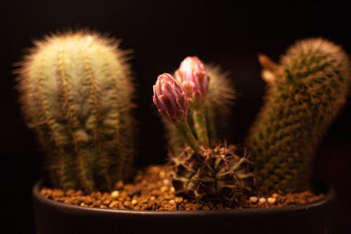 Beautiful Cactus Plant in Close-up Photography