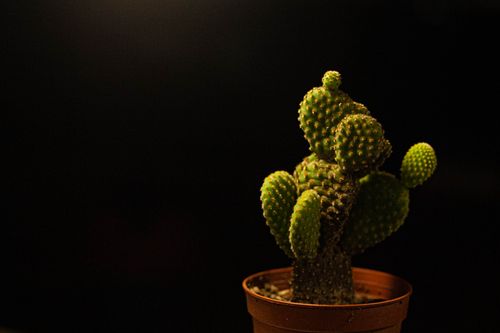 Free A vibrant cactus in a terracotta pot against a black background showcasing its unique shapes. Stock Photo