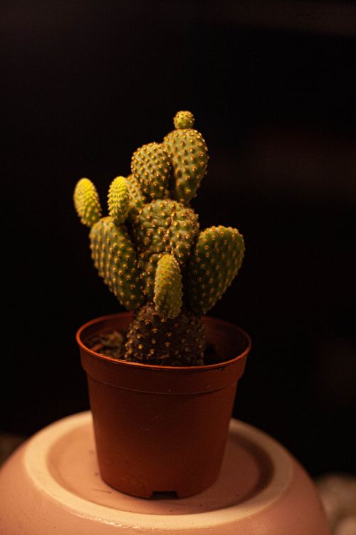 Free Detailed image of a potted Opuntia Microdasys cactus with spiky thorns. Stock Photo