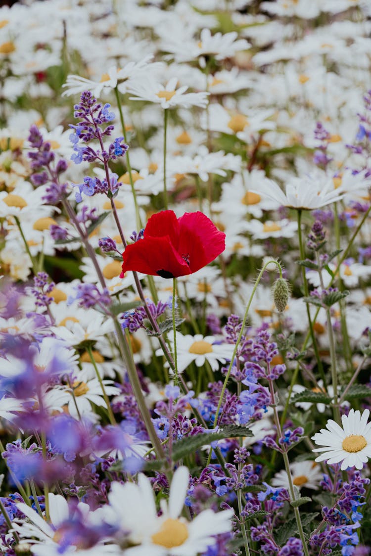 Close Up Of Flowers In A Meadow