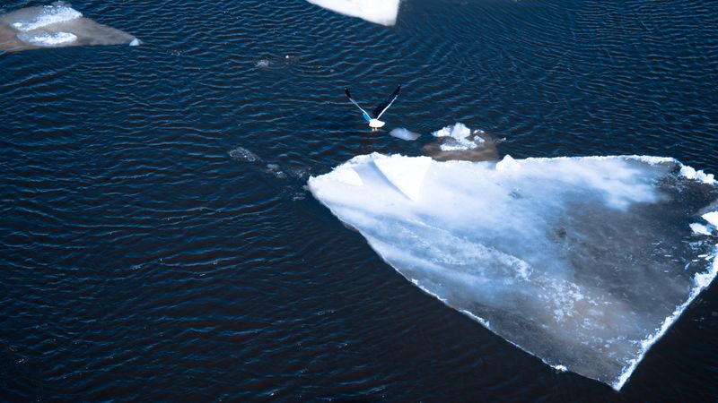 A seagull soars above floating icebergs in Saint Petersburg, Russia, offering a wintry seascape.