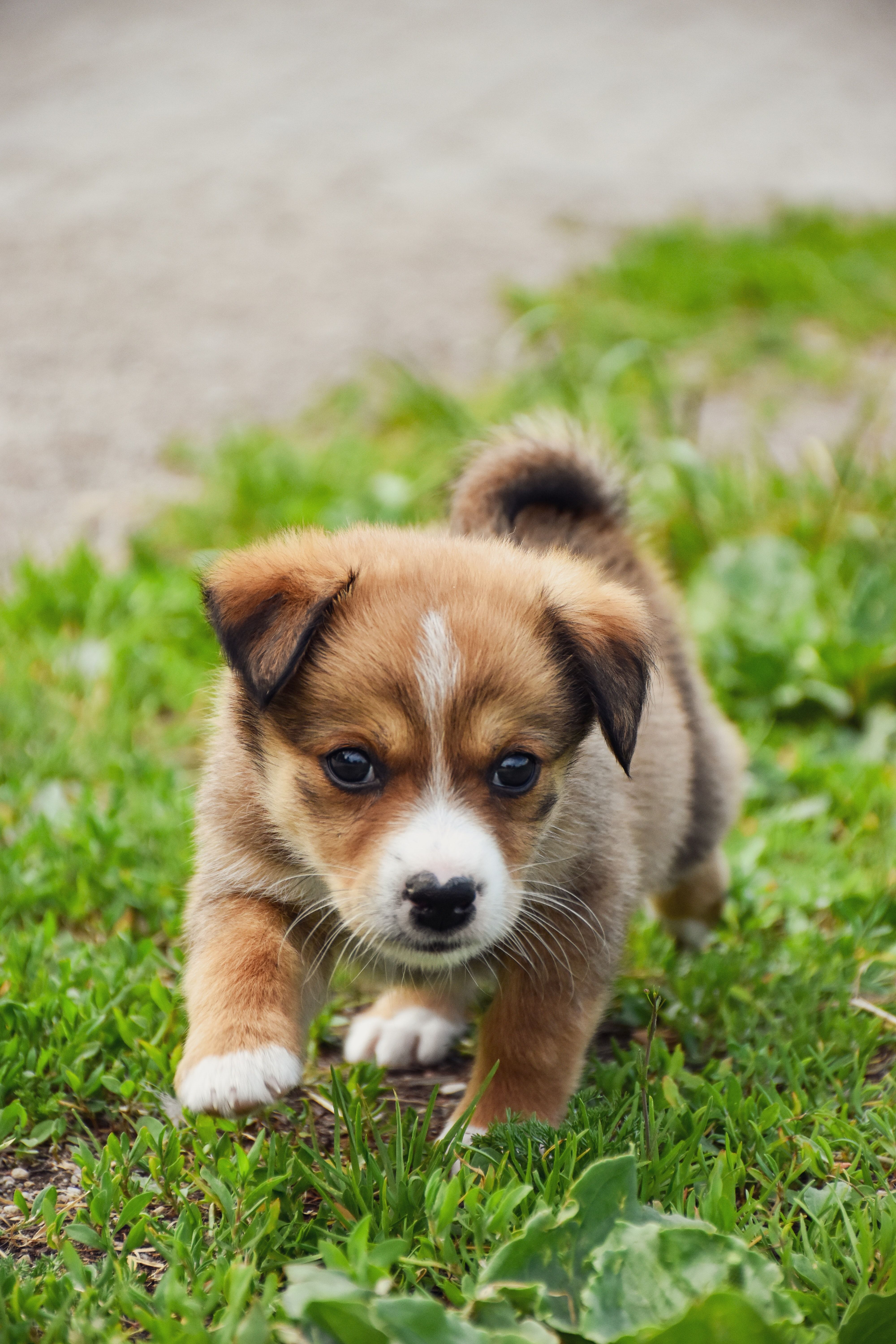 puppy shop in san francisco california: Responsible Buying Guide