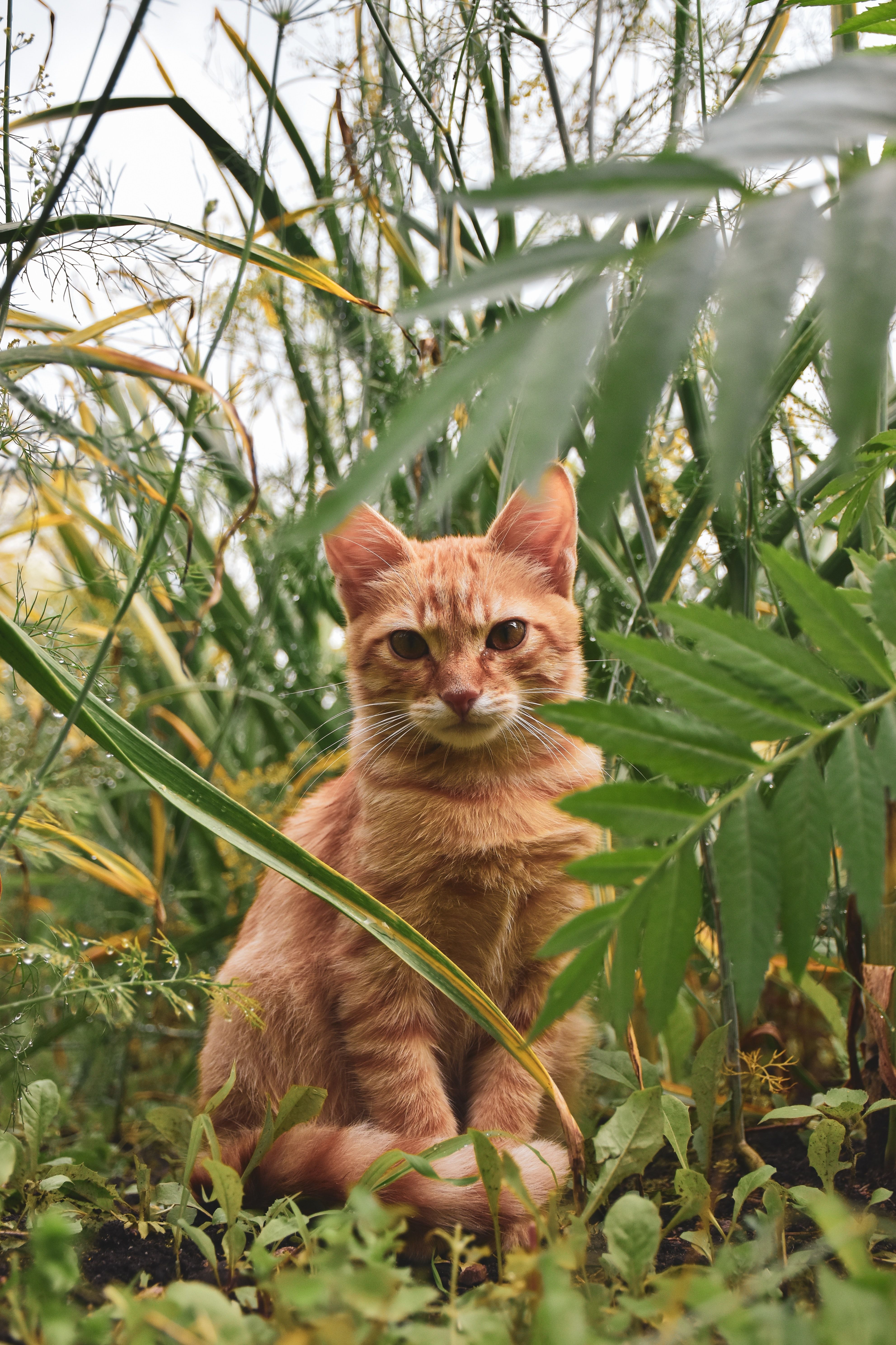 A Cute Cat Sitting Near the Green Leaves · Free Stock Photo