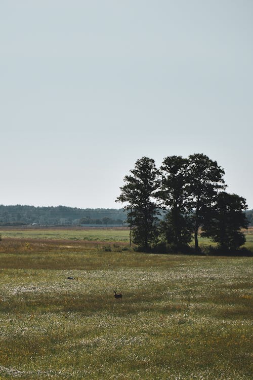 Ilmainen kuvapankkikuva tunnisteilla aurinkoinen, kasvaminen, luonto