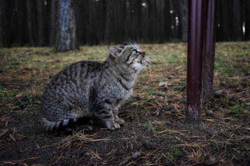 Δωρεάν στοκ φωτογραφιών με tabby cat, αιλουροειδές, γκρο πλαν