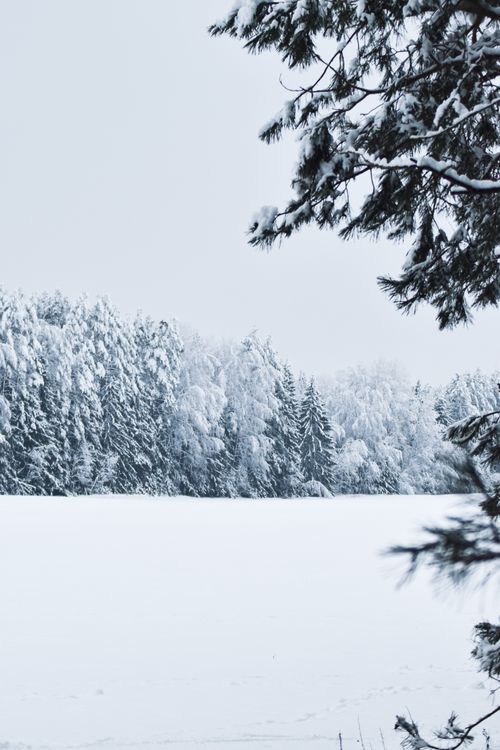 Free Serene snowy forest scene with snow-covered trees and clear sky. Stock Photo