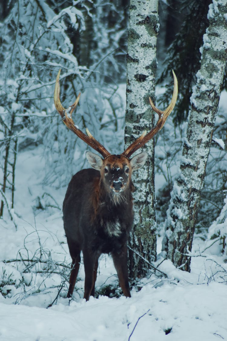 Portrait Of Deer In Winter Forest Landscape
