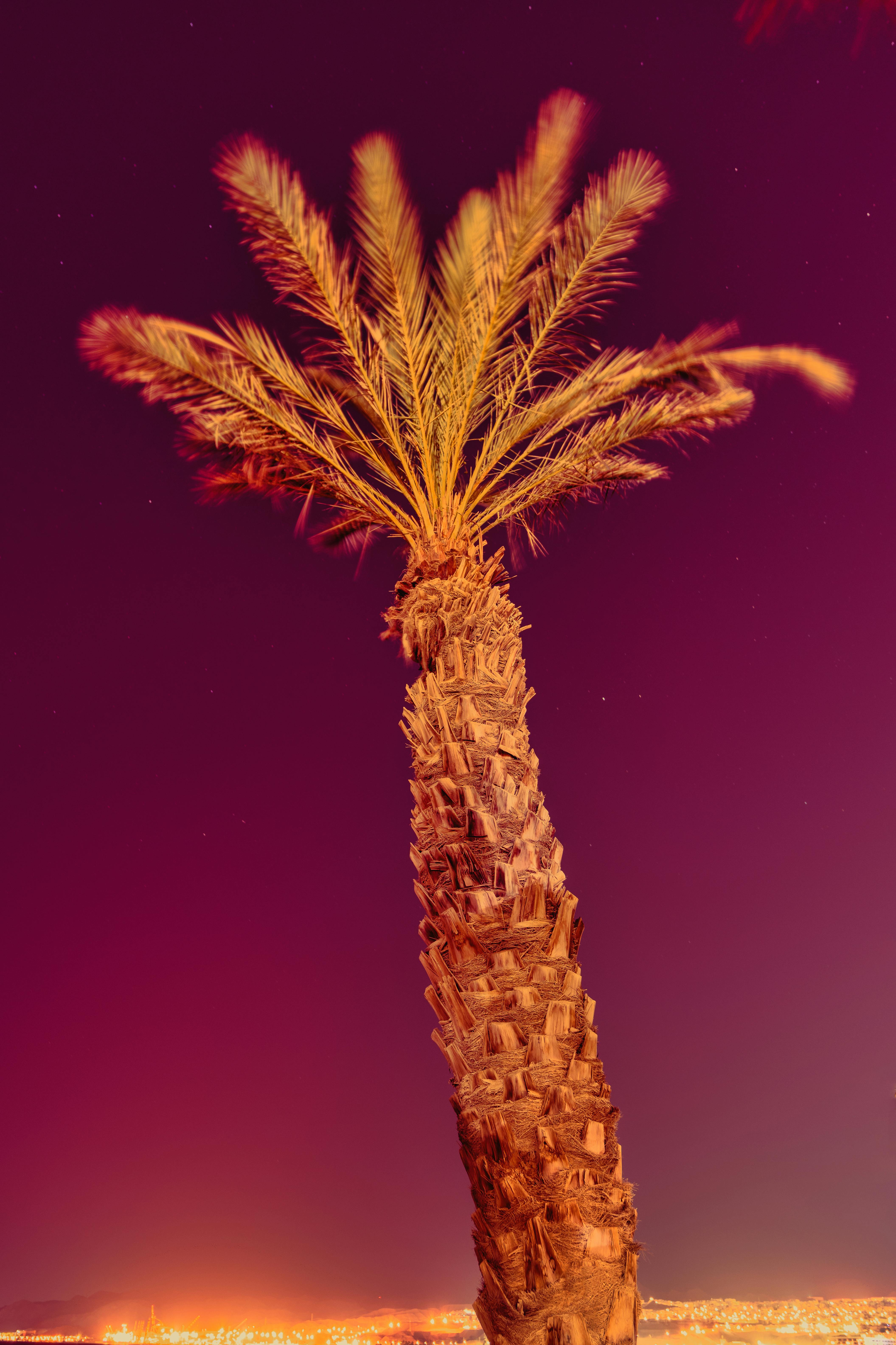 Brown Palm Tree in LowAngle Photography · Free Stock Photo