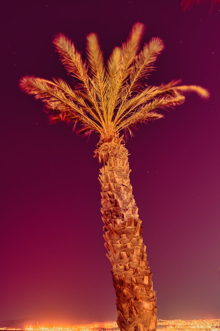 Brown Palm Tree In Low-Angle Photography