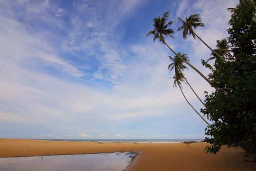 Scenic view of a tropical beach with coconut palms and a bright blue sky, ideal for a summer getaway.