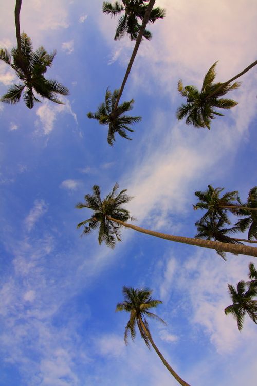 Free Low angle shot of palm trees under a vibrant blue sky, showcasing tropical nature. Stock Photo