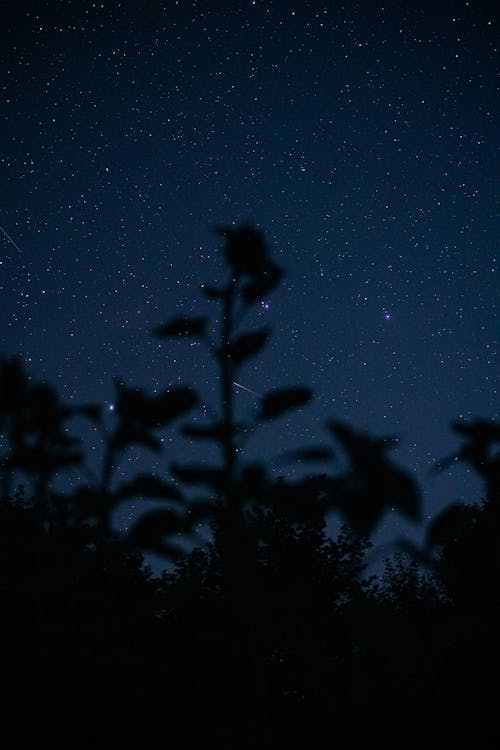 Fotos de stock gratuitas de cielo, de cerca, estrellado