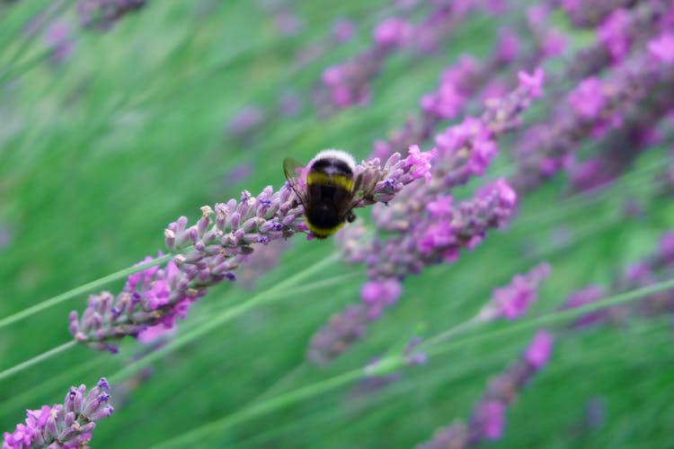 A Bee On Lavender Flowers 