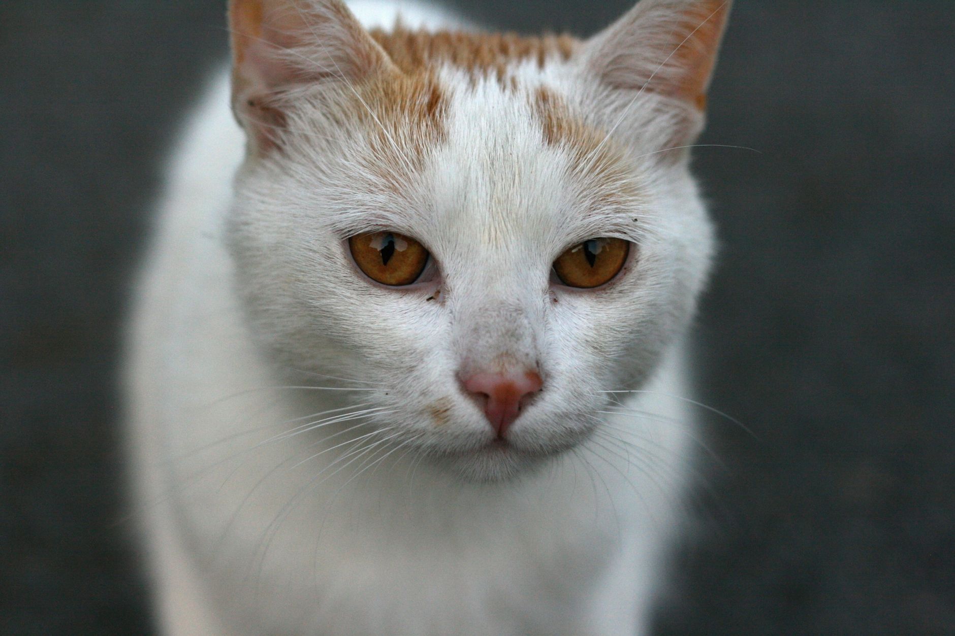 Portrait of a cat at a veterinary clinic