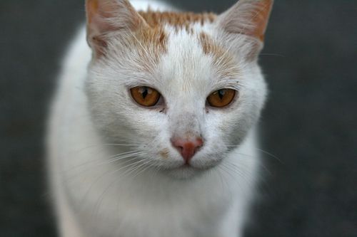 Free A close-up portrait of a white and orange cat with striking amber eyes, showcasing its intricate patterns. Stock Photo