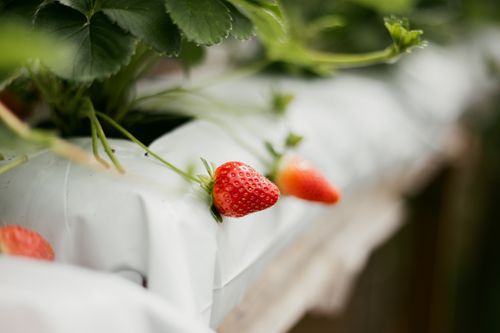 Free Close-up of ripe strawberries growing in a modern farm in Kuala Lumpur, Malaysia. Stock Photo