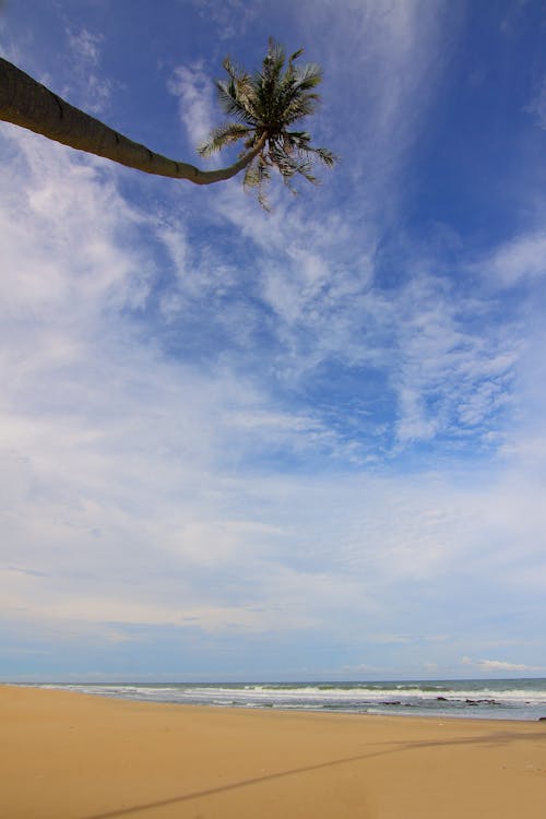 昼間に青い空と白い雲の下で砂の上を振っている海水の近くのココヤシの木