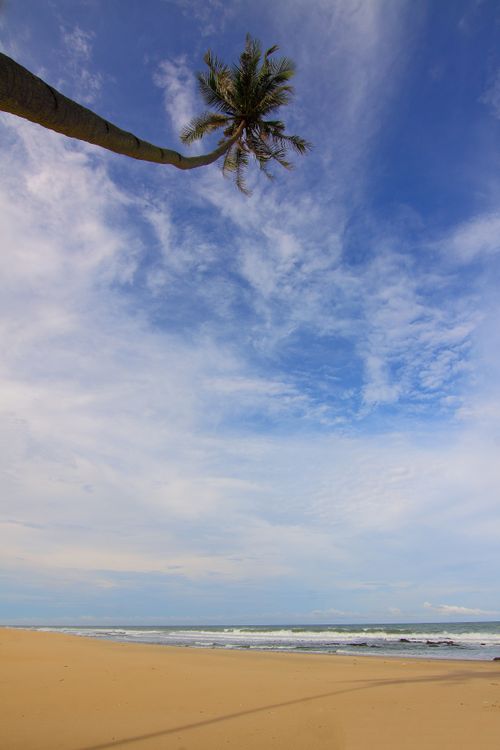 Free A scenic view of a tropical beach with a coconut tree and clear blue sky, ideal for travel and nature themes. Stock Photo