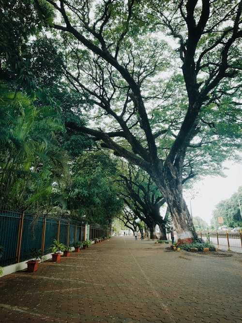 Majestic Trees on City Street